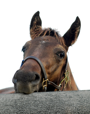 foal biting fence